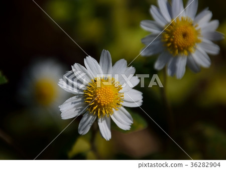 White-flowered aphid (cross-breeding of Awako-ganegyku and Ryuunogiku) 36282904