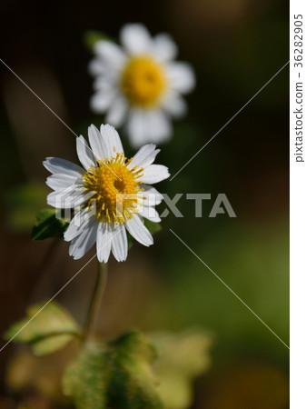 White-flowered aphid (cross-breeding of Awako-ganegyku and Ryuunogiku) 36282905