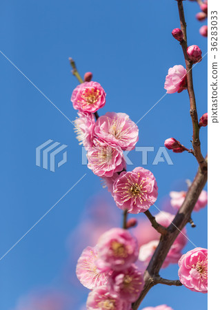 Double red flower red plum 36283033