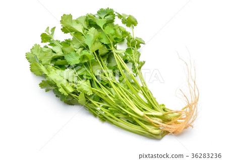 Pakchi, delicacies, Thai food, ethnic food, herbs. Pakchi, delicacies, Thai food, ethnic food, herbs. 36283236