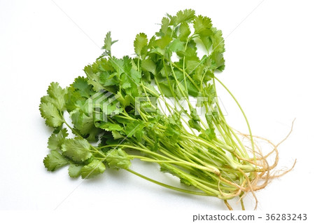 Pakchi，美味佳餚，泰國菜，民族食品，草藥。 36283243