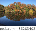 Autumn leaves landscape 36283402