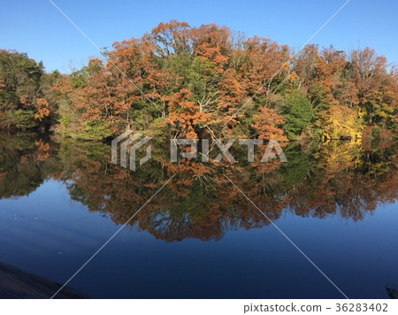 Autumn leaves landscape Autumn leaves landscape 36283402