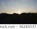 從沙丘偷看的朝日太陽海灘 36283537