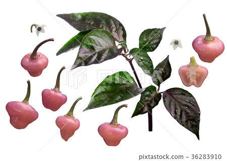 Cheiro Roxa chiles C chinense elements, paths 36283910