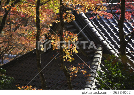 在秋天離開的仙石原町寺的理由 在秋天離開的仙石原町寺的理由 36284062