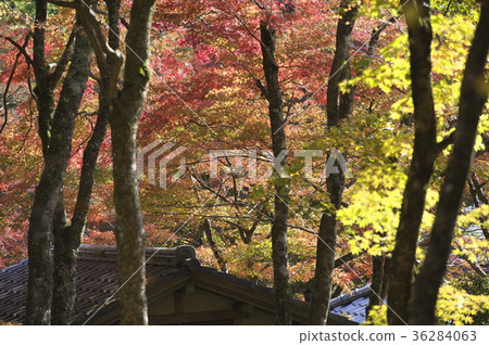 The grounds of Sengokuharachoanji Temple that leaves in autumn The grounds of Sengokuharachoanji Temple that leaves in autumn 36284063
