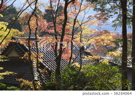 The grounds of Sengokuharachoanji Temple that leaves in autumn The grounds of Sengokuharachoanji Temple that leaves in autumn 36284064