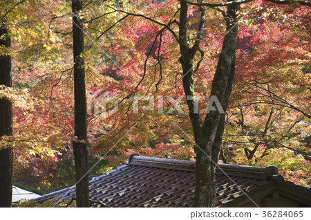 The grounds of Sengokuharachoanji Temple that leaves in autumn The grounds of Sengokuharachoanji Temple that leaves in autumn 36284065