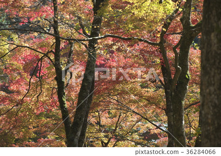 The grounds of Sengokuharachoanji Temple that leaves in autumn The grounds of Sengokuharachoanji Temple that leaves in autumn 36284066