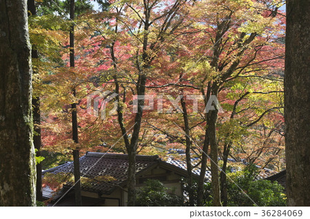 在秋天離開的仙石原町寺的理由 36284069