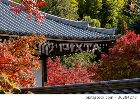 Autumn scenery of Toshinji Temple Autumn scenery of Toshinji Temple 36284278