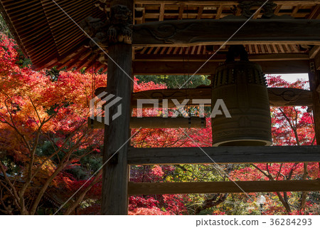Toshinji寺廟秋天風景 36284293
