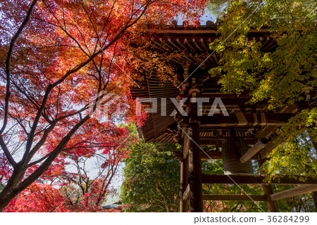 Toshinji寺廟秋天風景 Toshinji寺廟秋天風景 36284299