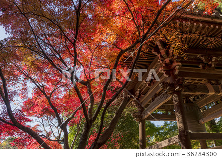 Toshinji寺廟秋天風景 Toshinji寺廟秋天風景 36284300