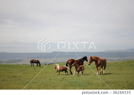 Magnificent scenery and horse of Kumamoto Aso mountain 36284335