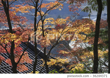 在秋天離開的仙石原町寺的理由 在秋天離開的仙石原町寺的理由 36284371