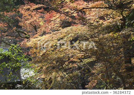 在秋天離開的仙石原町寺的理由 在秋天離開的仙石原町寺的理由 36284372