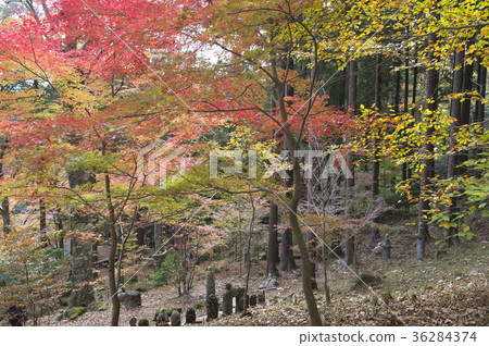 在秋天離開的仙石原町寺的理由 在秋天離開的仙石原町寺的理由 36284374