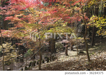 在秋天離開的仙石原町寺的理由 在秋天離開的仙石原町寺的理由 36284375
