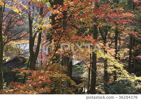 在秋天離開的仙石原町寺的理由 在秋天離開的仙石原町寺的理由 36284376