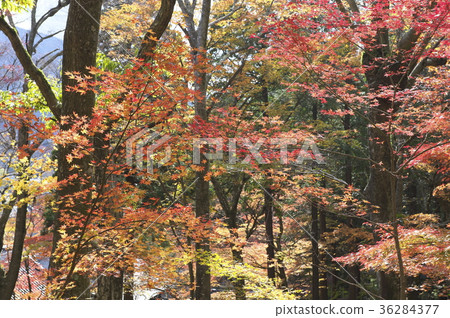 在秋天離開的仙石原町寺的理由 在秋天離開的仙石原町寺的理由 36284377