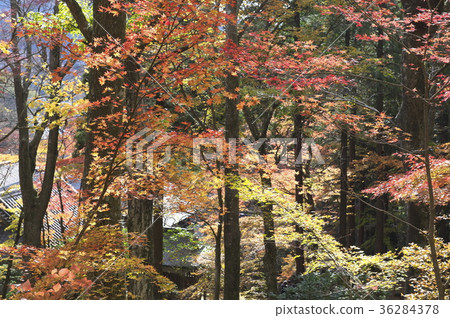 在秋天離開的仙石原町寺的理由 在秋天離開的仙石原町寺的理由 36284378