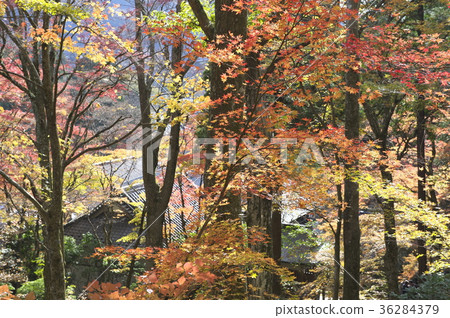 在秋天離開的仙石原町寺的理由 在秋天離開的仙石原町寺的理由 36284379