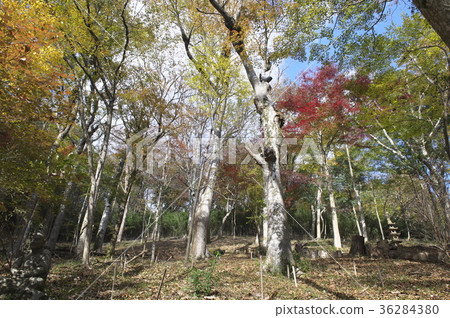 在秋天離開的仙石原町寺的理由 在秋天離開的仙石原町寺的理由 36284380