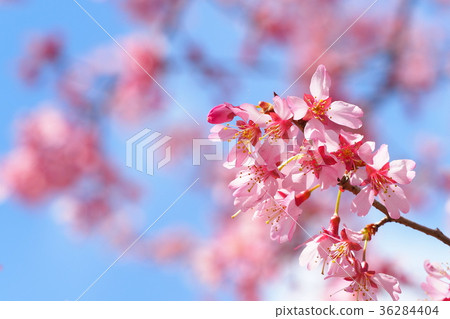 Okamezakura Okamezakura 36284404