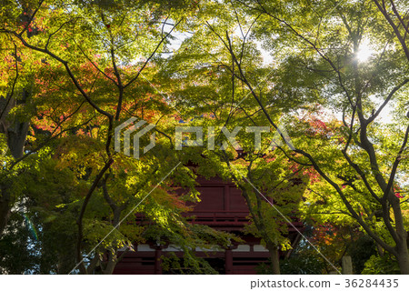 Autumn scenery of the main temple Autumn scenery of the main temple 36284435