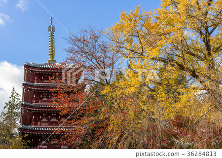 在主要寺廟和黃色樹的五層塔 36284813