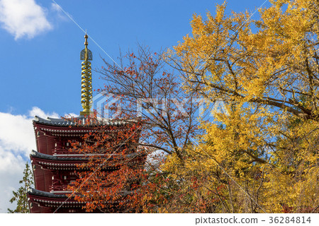 Five-tiered tower at the main temple and yellow trees 36284814
