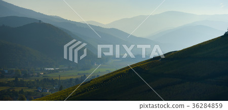 Alsace Vineyards, in autumn, France 36284859