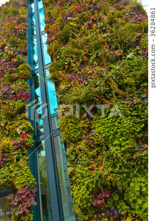 Green wall building in the city 36284861