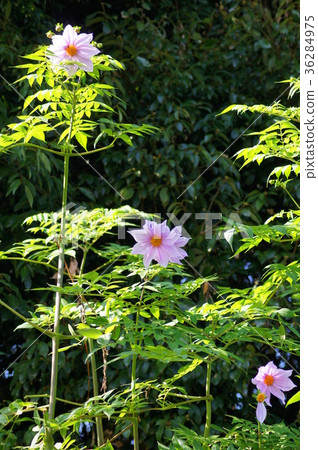 Emperor Dalia Emperor Dalia 36284975