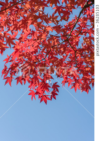 複製明亮的紅槭葉子和藍天空間 複製明亮的紅槭葉子和藍天空間 36285103
