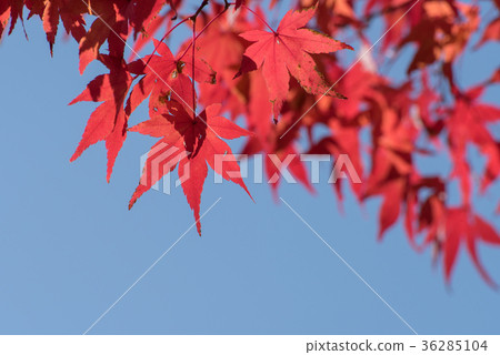 Copy space of bright red maple leaves and blue sky Copy space of bright red maple leaves and blue sky 36285104