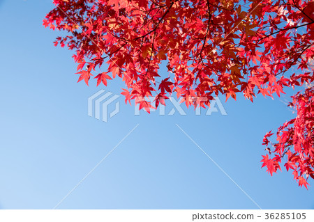 複製明亮的紅槭葉子和藍天空間 複製明亮的紅槭葉子和藍天空間 36285105