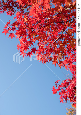 複製明亮的紅槭葉子和藍天空間 複製明亮的紅槭葉子和藍天空間 36285106