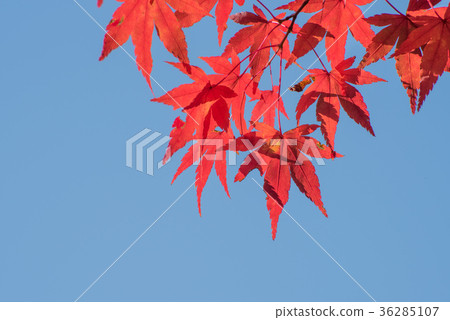 複製明亮的紅槭葉子和藍天空間 36285107