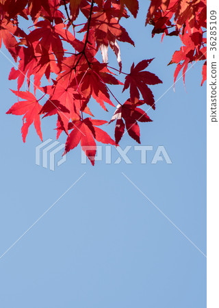 Copy space of bright red maple leaves and blue sky Copy space of bright red maple leaves and blue sky 36285109