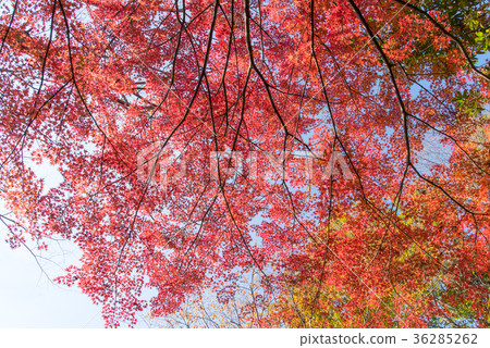 Iroha Momiji dyed in red Iroha Momiji dyed in red 36285262
