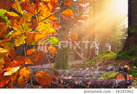 Sunrays in the forest in august in Norway Sunrays in the forest in august in Norway 36285862