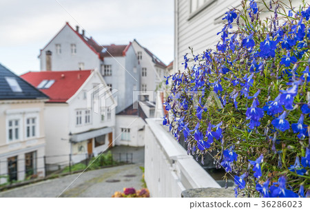 Blue flowers on the balcony Blue flowers on the balcony 36286023