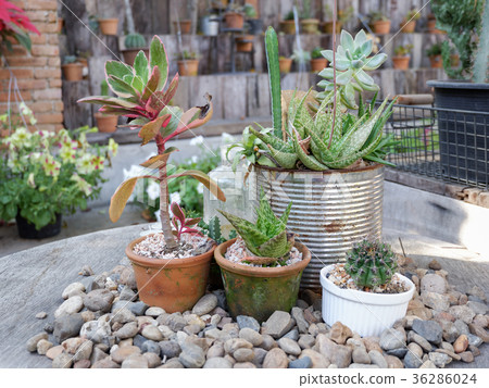 Garden with small plants on the table Garden with small plants on the table 36286024