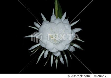 Pitaya or dragon fruit flower blooming at night. Pitaya or dragon fruit flower blooming at night. 36286479