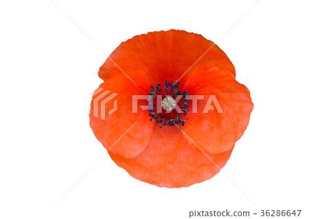 Poppy Flowers Blue Sky 36286647