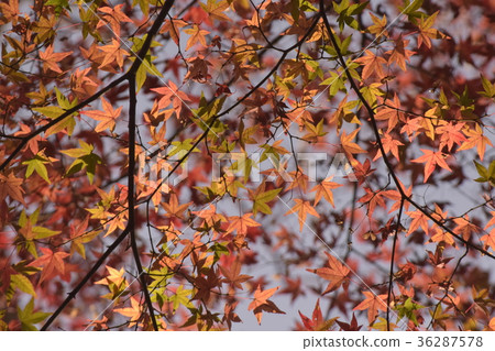 Autumn colored Maple 36287578