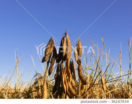 A Beanstalk A Beanstalk 36287634
